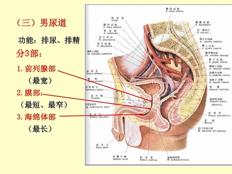 解剖学