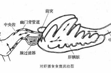 肝胰脏-肝胰脏