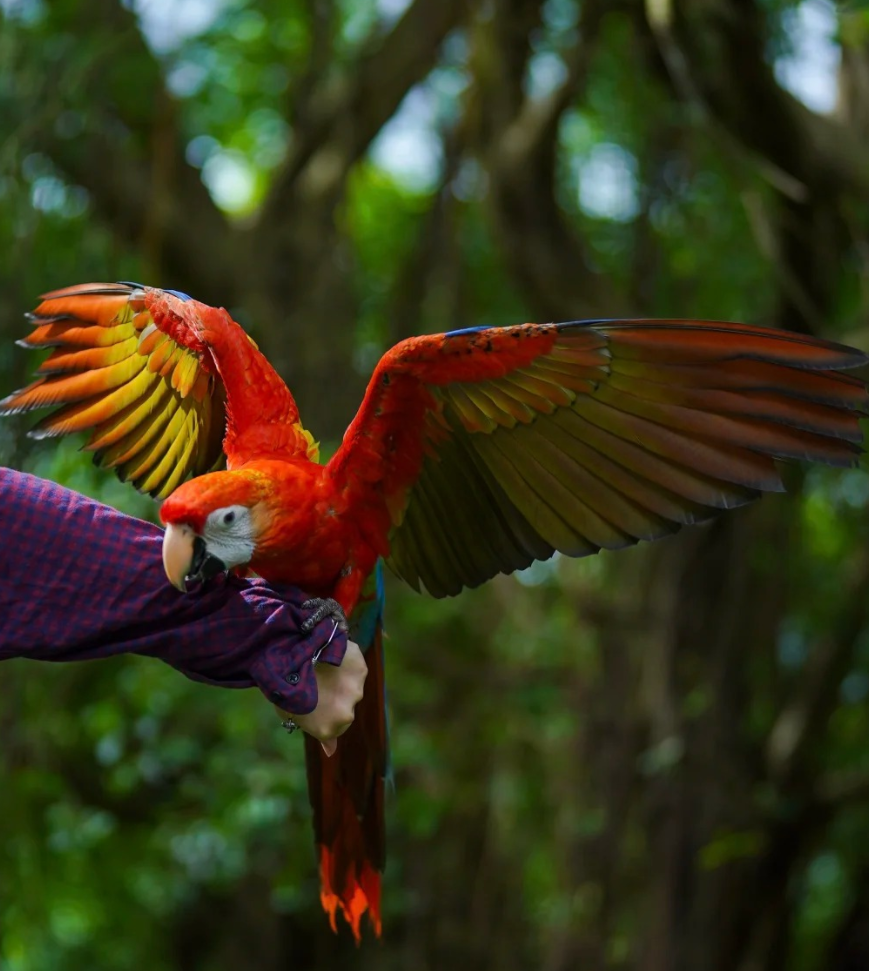 五彩金刚鹦鹉- 抖音百科