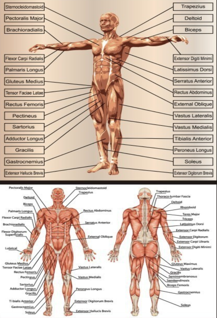 人体- 抖音百科, image size:750x1098