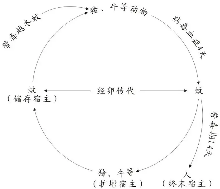 流行性乙型脑炎病毒