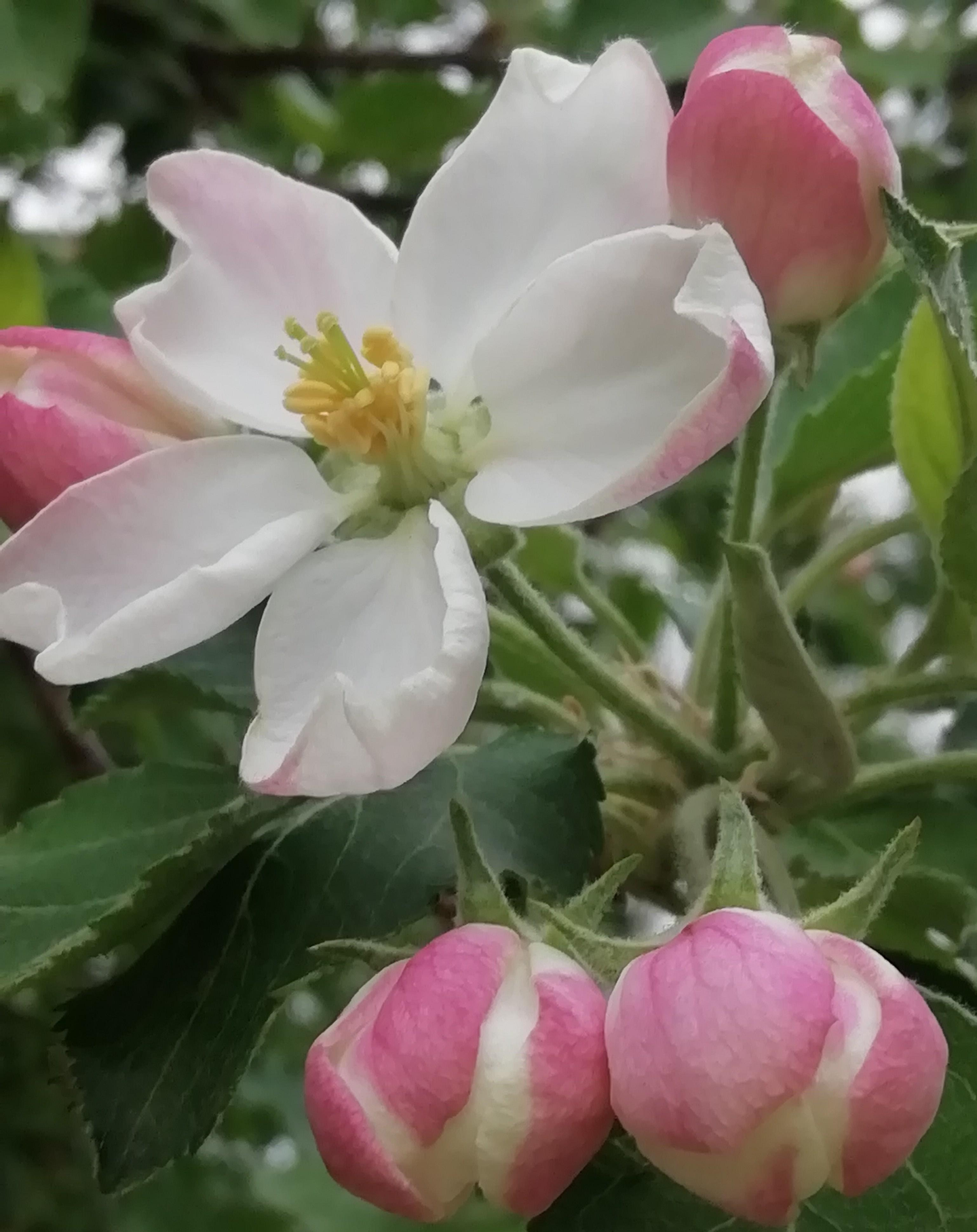 豐富的開花蘋果樹春天清新景觀照片桌布圖片免費下載- Pngtree, image size:1440x1815