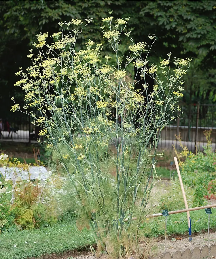 孜然芹