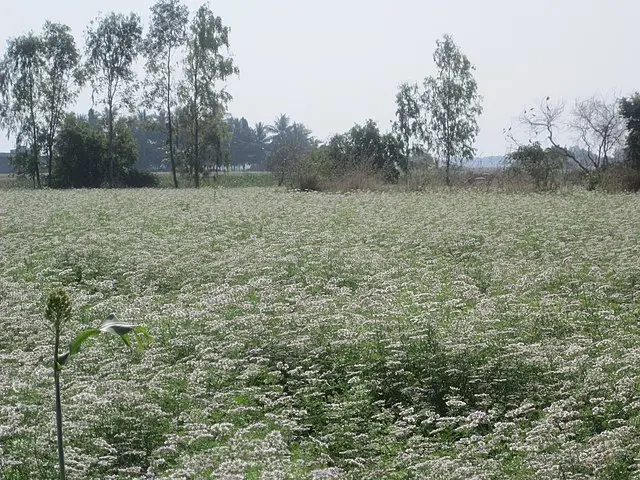 孜然芹