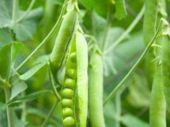 回回豆-蝶型花亚科一年生草本植物