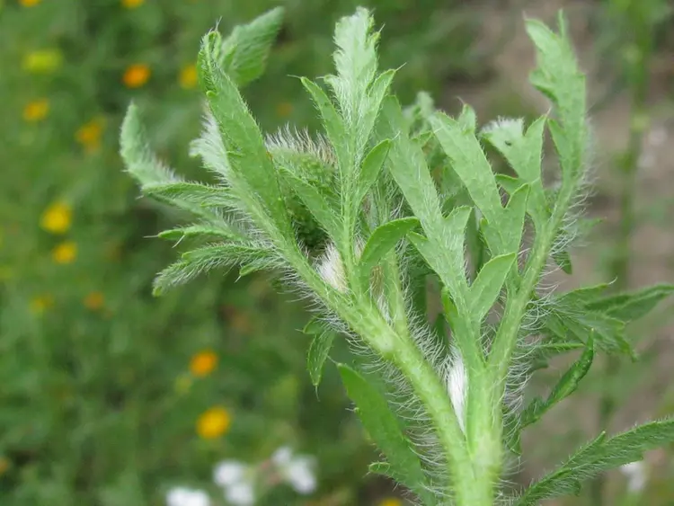 罂粟科