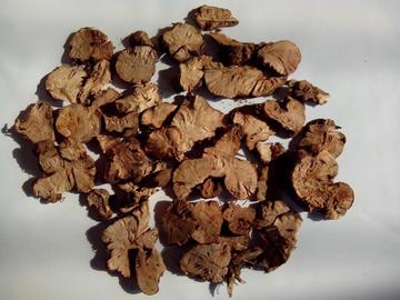 天荞麦根