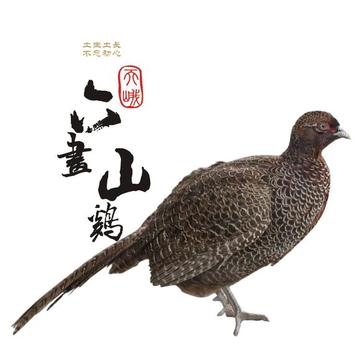 天峨六画山鸡