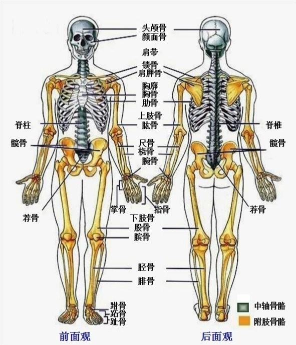 解剖学- 抖音百科
