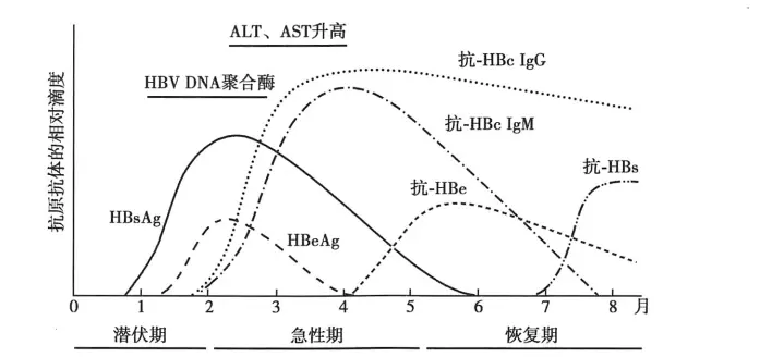 乙型肝炎病毒