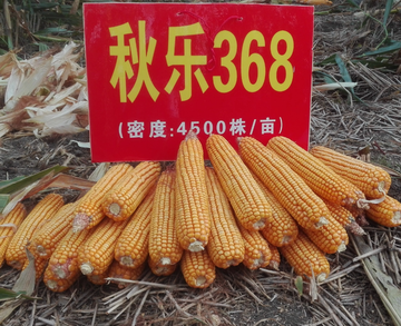 秋乐368-禾本科玉蜀黍属植物