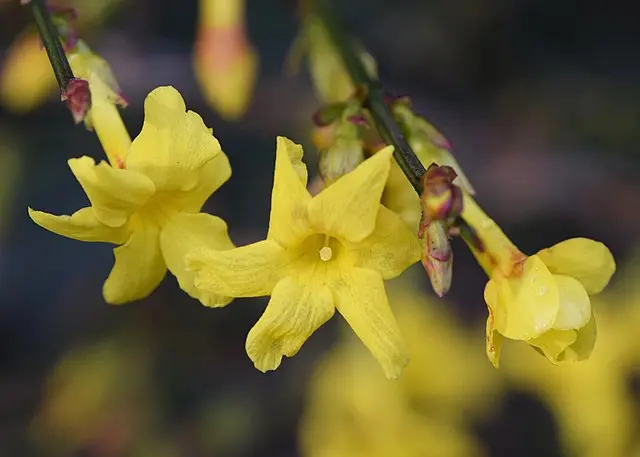 迎春花