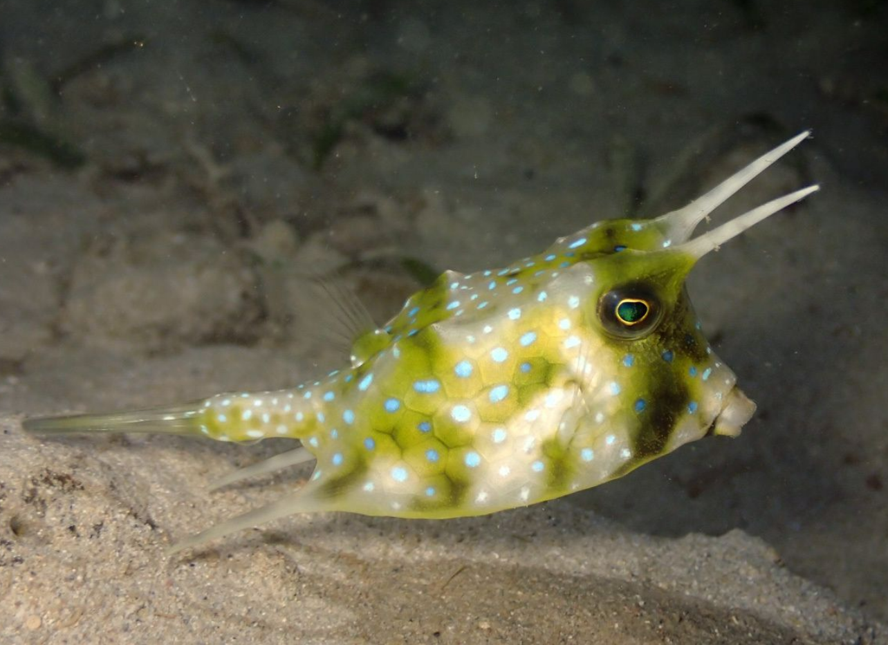 棘背角箱鲀- Wikiwand, image size:1284x933