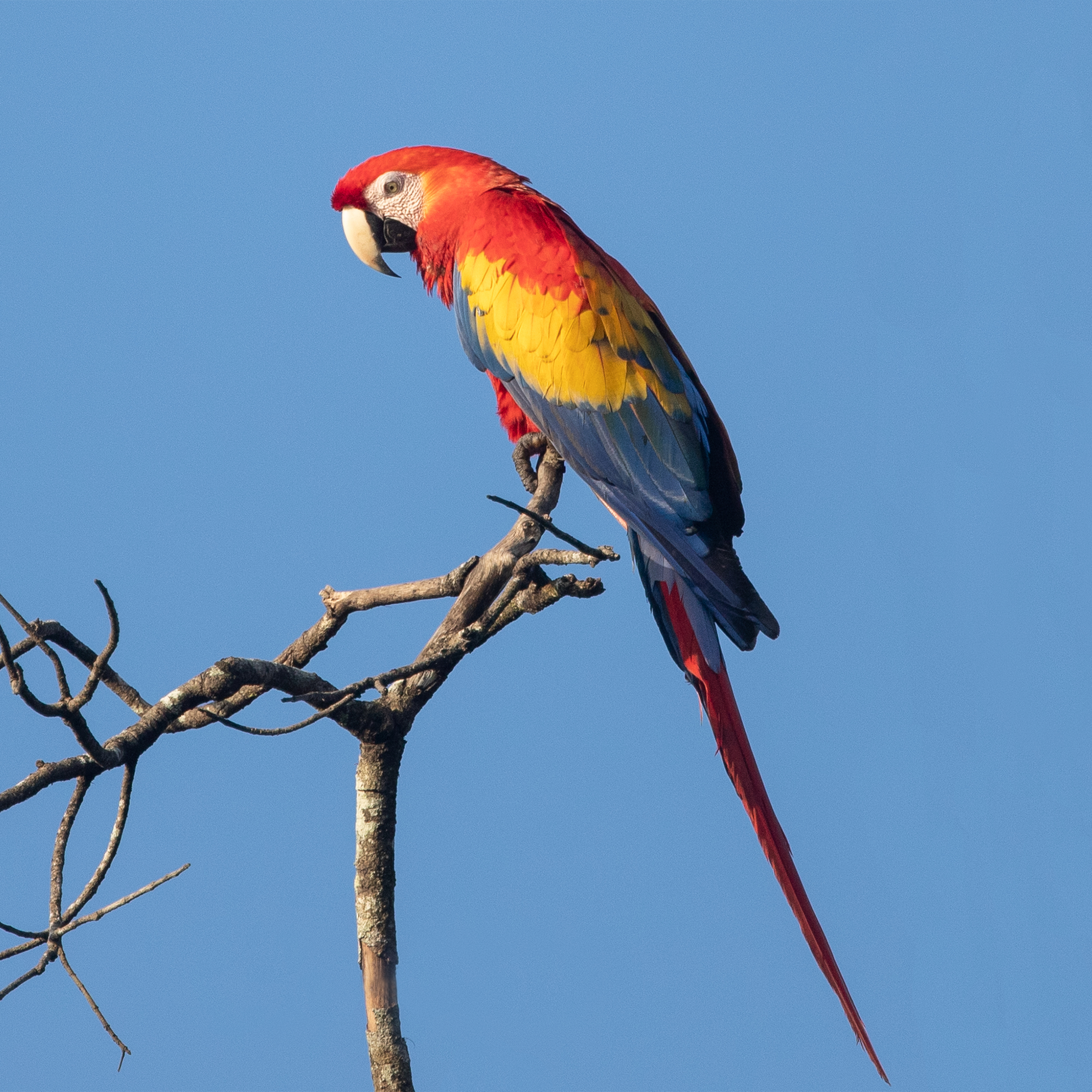 金刚鹦鹉- 抖音百科