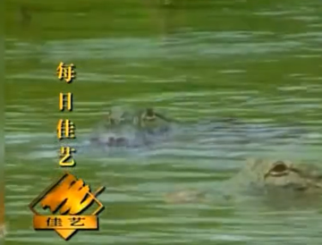 每日佳艺-每日佳艺