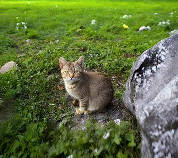 中华雀猫-快懂百科