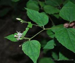 瓜叶帚菊-瓜叶帚菊