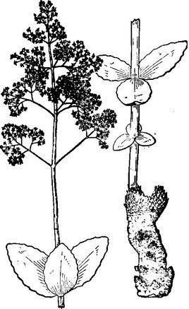 云南红景天-分布于四川等地的蔷薇亚纲植物