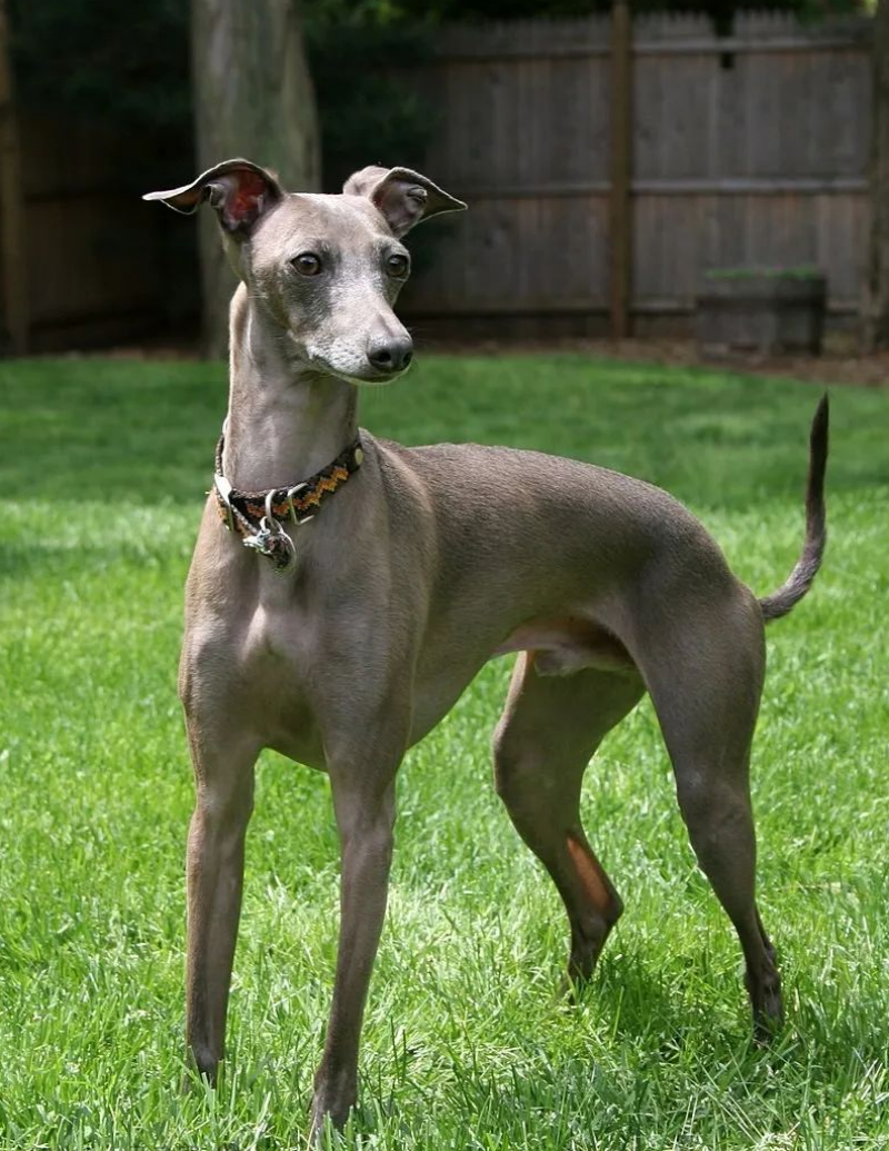 意大利灵缇犬- 抖音百科