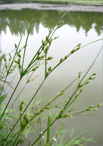 坚被灯心草
