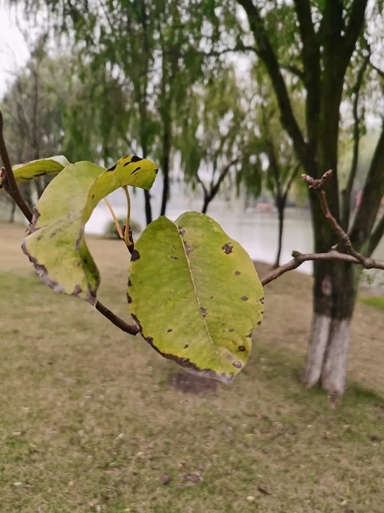 沙梨