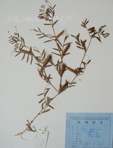 大龙骨野豌豆