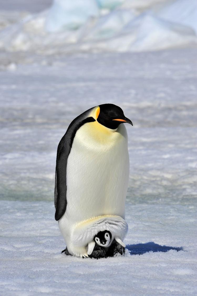 现在的企鹅都是赝品？这才是最初叫企鹅的动物，可惜因人类而灭绝_搜狐网, image size:750x1127