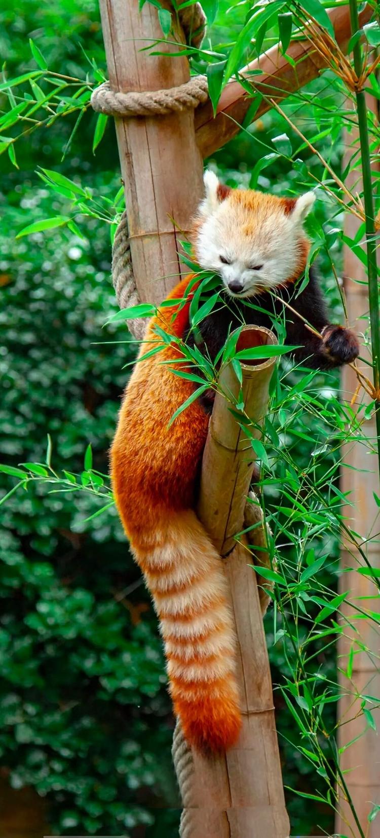小熊猫 小熊猫 (LESSER PANDA)T-SHIRTS | AKISHIKA design T-SHIRTS SHOP