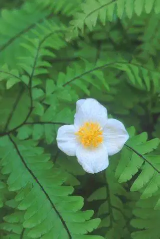 罂粟科