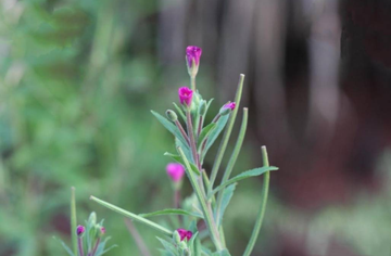 长籽柳叶菜-长籽柳叶菜
