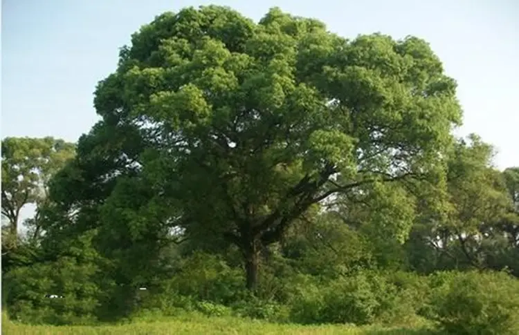 香樟木