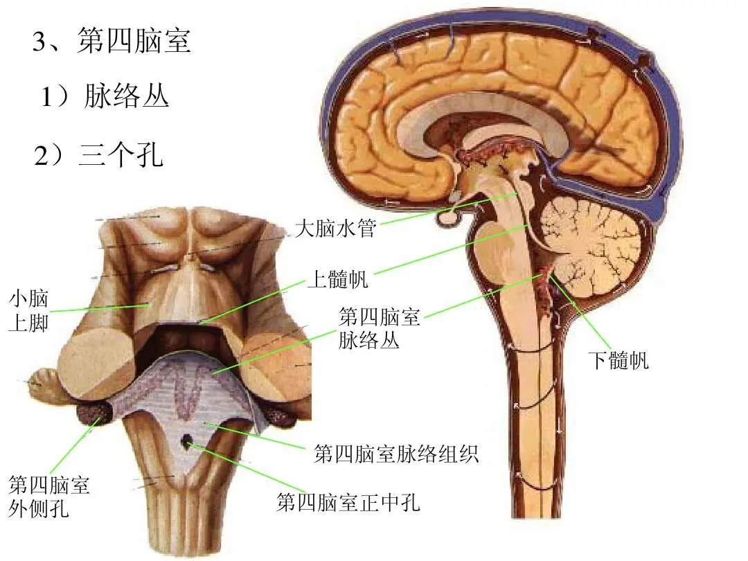 神经核团-快懂百科