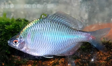 刺鳍鳑鲏-硬骨鱼纲鲤形目的动物