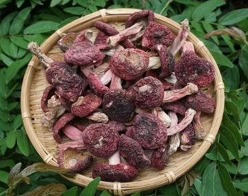 大朱菇-层菌纲伞菌目的菌类