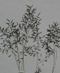 高画眉草-禾本科画眉草属植物