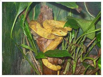 金矛头蝮-矛头蝮蛇中个头最小的品种