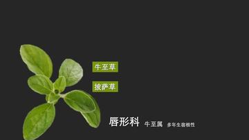小叶牛至-唇形科牛至属的植物