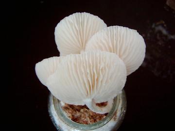 白环粘奥德蘑-泡头菌科小奥德蘑属真菌