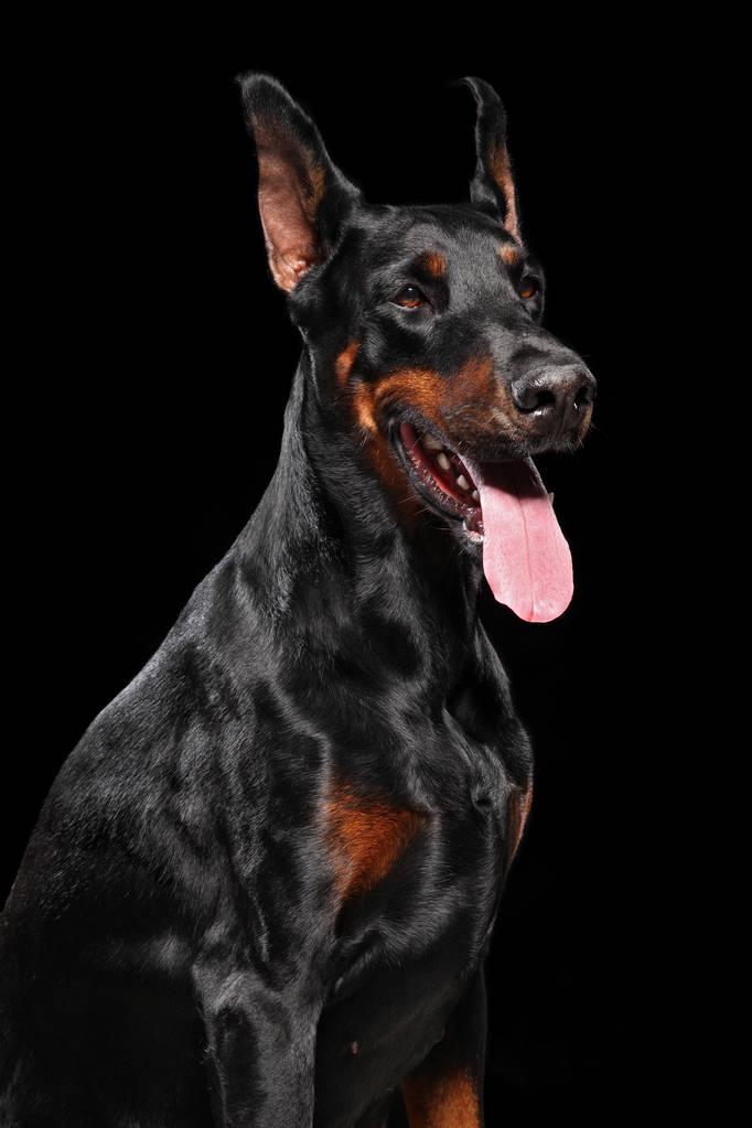 蓝眼睛的白色杜宾犬 杜伯曼平施狗站立, 杜宾犬,