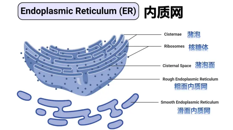 内质网