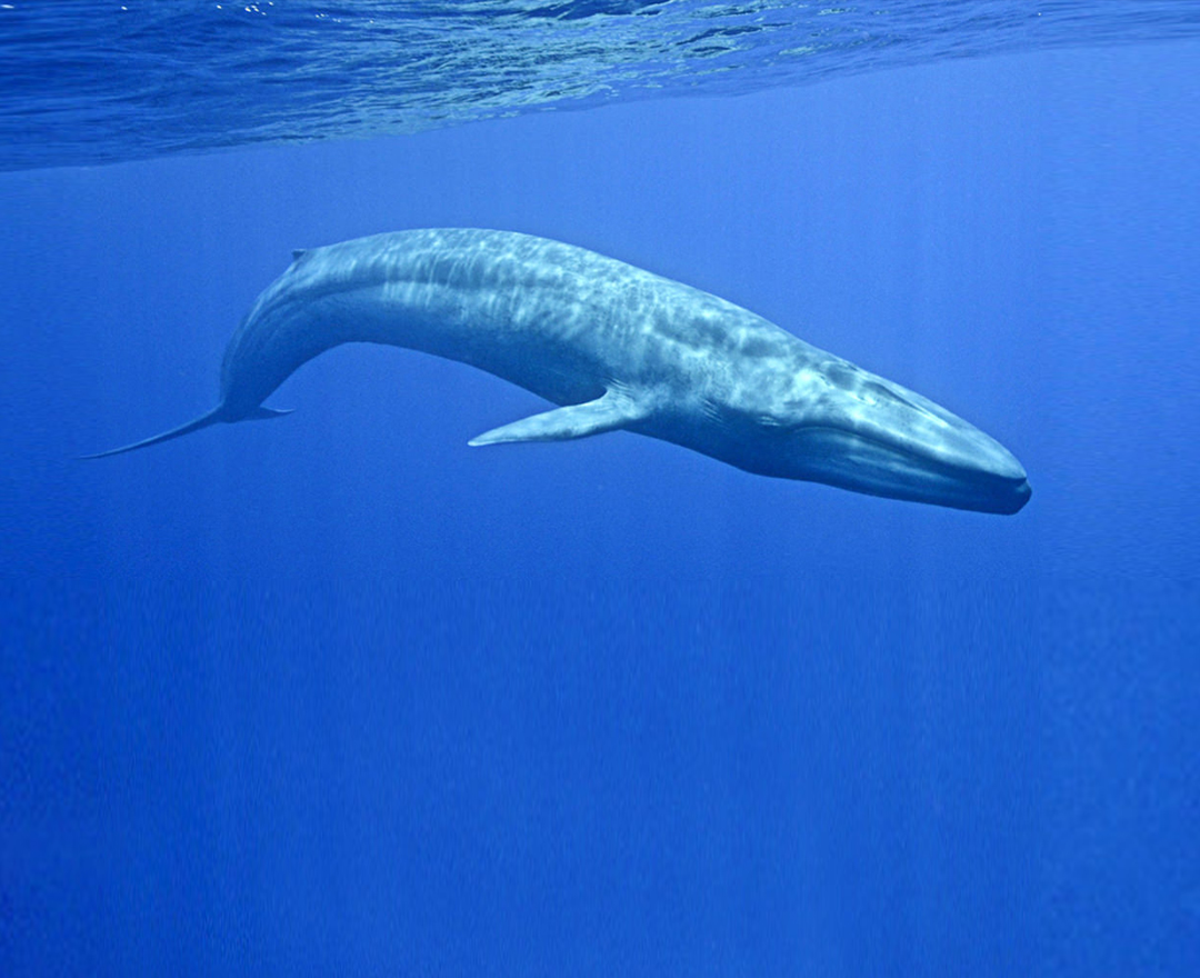 蓝鲸- 抖音百科