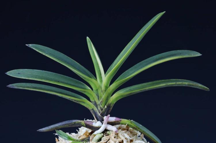 蘭花（ 171 富貴蘭 大寒 ） （粵語）日本富貴蘭養植分享