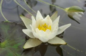 茈碧花-被子植物门双子叶植物钢植物